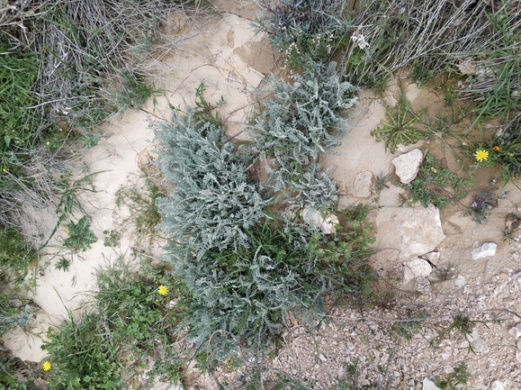 בן-חרצית גזור  צולם על ידי מרב לבל 