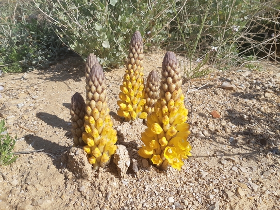 אירוס הגלבוע  צולם על ידי אסף מזרחי 