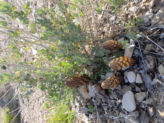 אירוס הגלבוע  צולם על ידי אסף מזרחי 