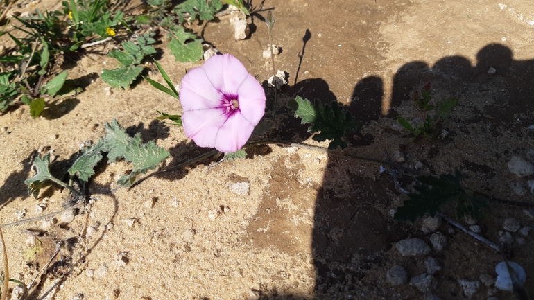 זצניה מזרחית  צולם על ידי סיון מרדוק 