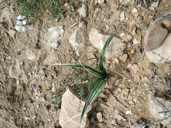 אירוס טוביה  צולם על ידי מרב לבל 