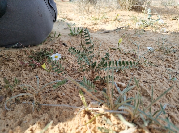 קדד אפיל  צולם על ידי מרב לבל 