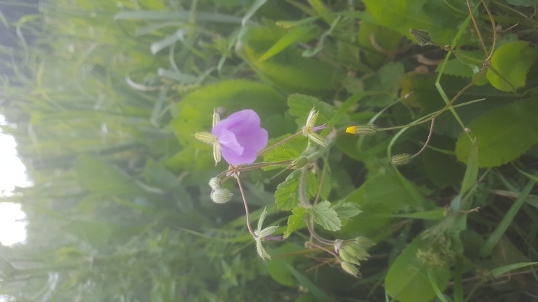 מקור-חסידה תמים  צולם על ידי אורי אורבך 