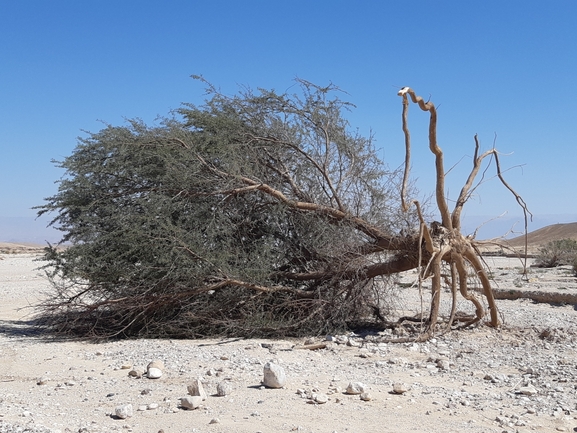 שקד רמון  צולם על ידי טל פולק 