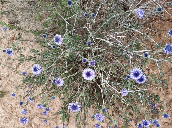 אירוס הגלבוע  צולם על ידי מרב לבל 