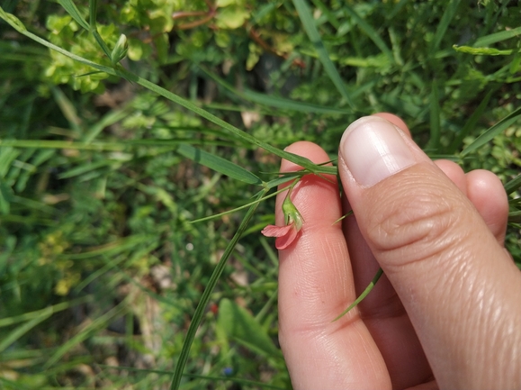 טופח כדורי  צולם על ידי מרב לבל 