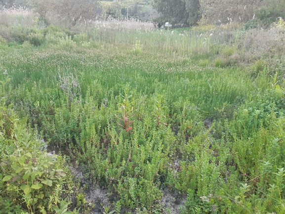 סחלב הביצות  צולם על ידי שי קורן 