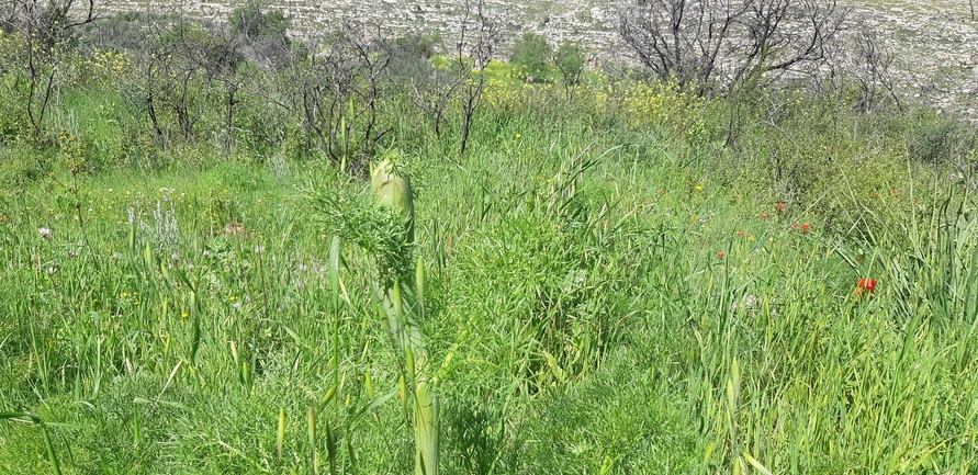 אירוס הגלבוע  צולם על ידי גיל שטרן 