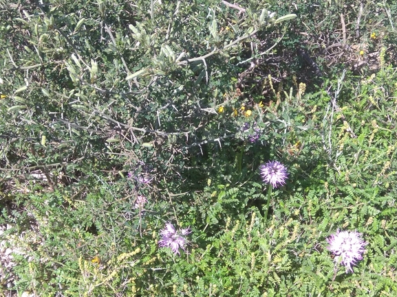 סחלב איטלקי  צולם על ידי יפעת פעיל] 