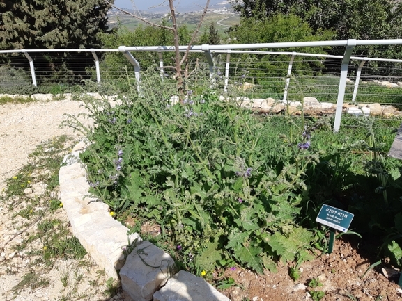 מרווה כחולה  צולם על ידי מרגרטה וולצ'אק 