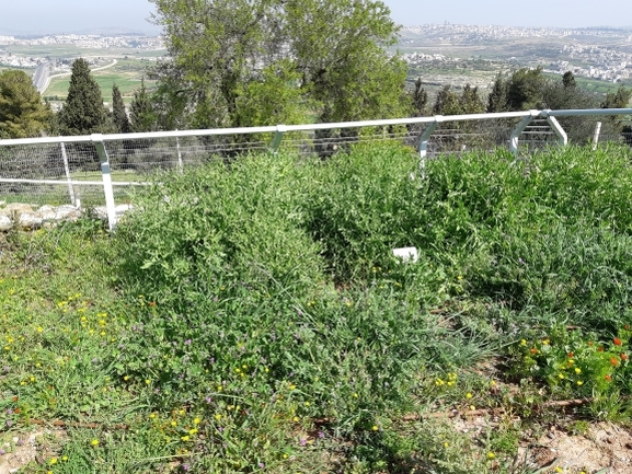 דרדר אשקלון  צולם על ידי מרגרטה וולצ'אק 