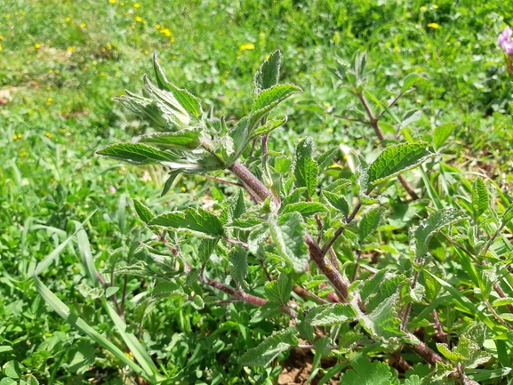 מרוות החפים  צולם על ידי מרגרטה וולצ'אק 