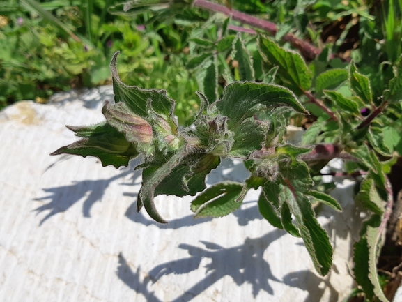 מרוות החפים  צולם על ידי מרגרטה וולצ'אק 