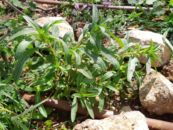 מניפנית גרוזית  צולם על ידי מרגרטה וולצ'אק 