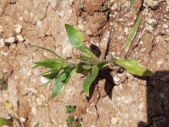 ציפורנית חדת-שיניים  צולם על ידי מרגרטה וולצ'אק 