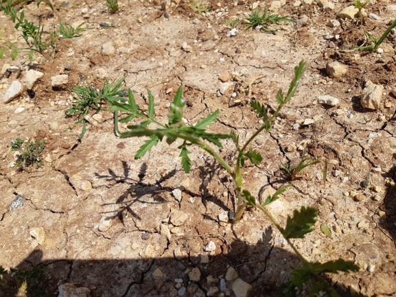 טורגניה רחבת-עלים  צולם על ידי מרגרטה וולצ'אק 