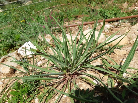 זקן-תיש צהוב  צולם על ידי מרגרטה וולצ'אק 