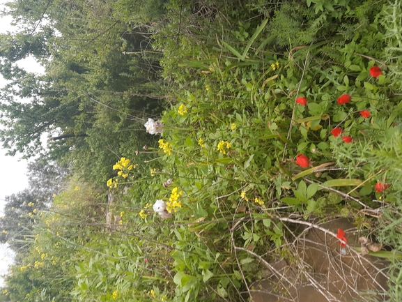 אירוס נצרתי  צולם על ידי ליאור אנגל 