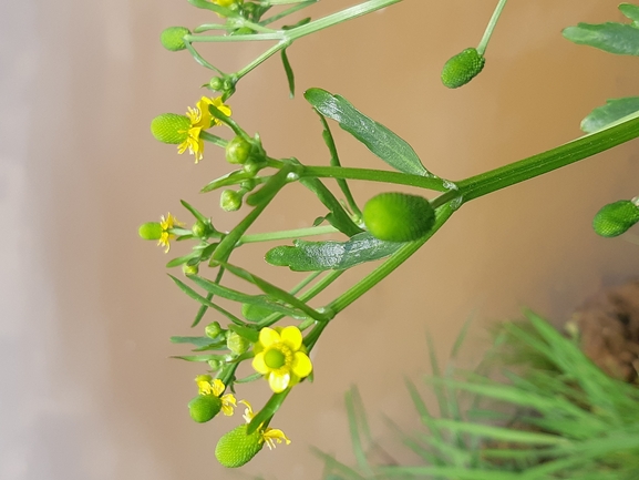 נורית ארסית  צולם על ידי דותן רותם 