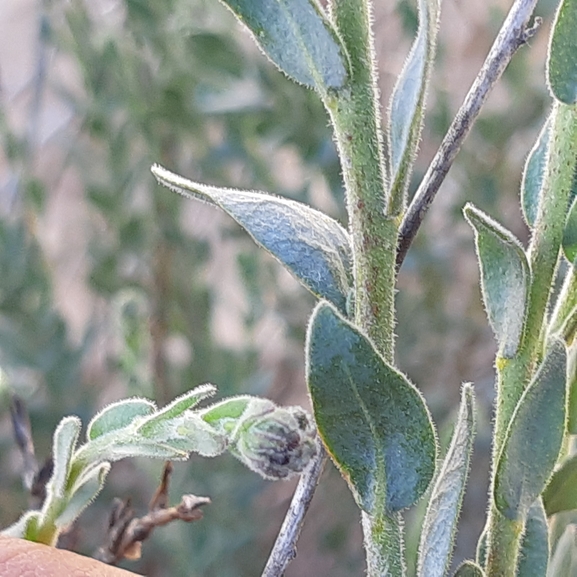 פיגמית הסלע  צולם על ידי ידידיה שמואל 