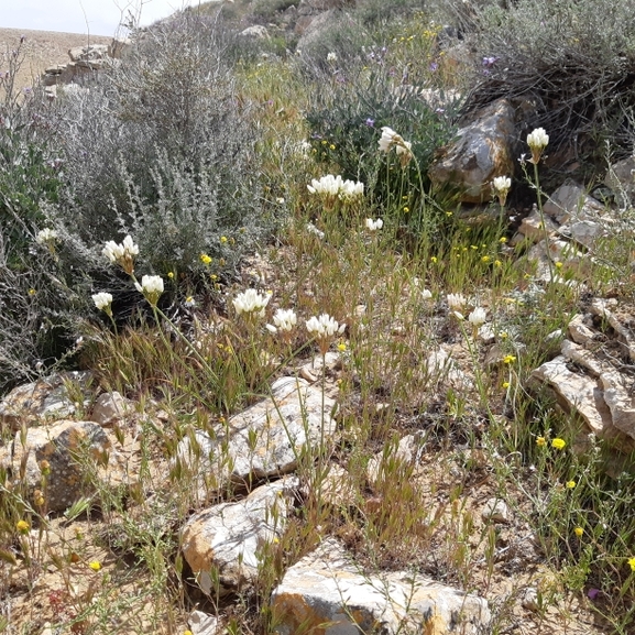 שום דרומי  צולם על ידי ידידיה שמואל 