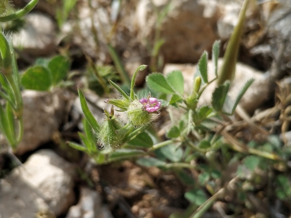 ציפורנית משוננת  צולם על ידי מרב לבל 