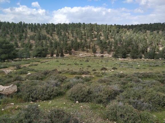 געדה זעירת-פרחים  צולם על ידי מרב לבל 