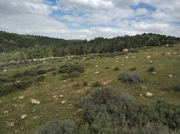 געדה זעירת-פרחים  צולם על ידי מרב לבל 