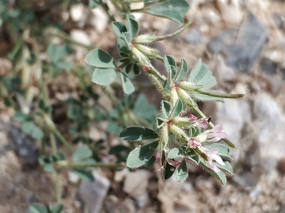 לוטוס אילתי  צולם על ידי מרב לבל 