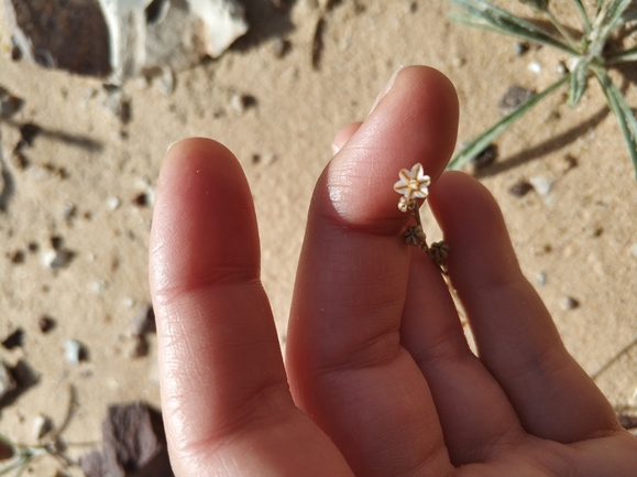 עירית דביקה  צולם על ידי מרב לבל 