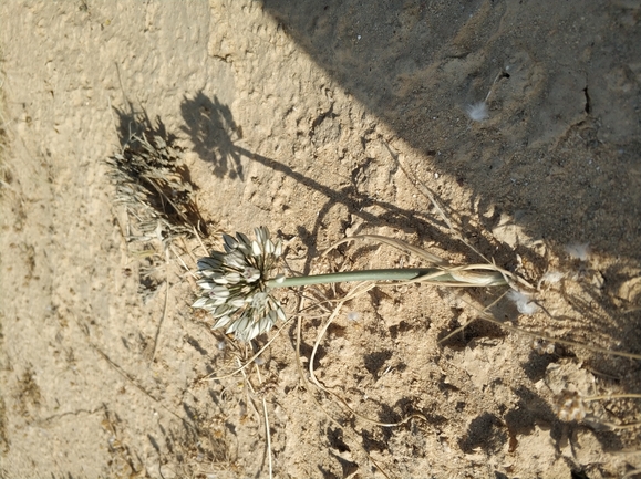 שום סיני  צולם על ידי מרב לבל 