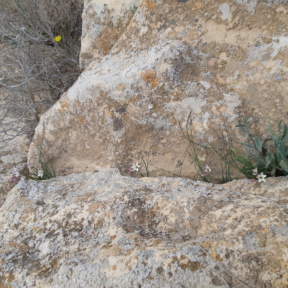 זהבית אדמדמת  צולם על ידי ידידיה שמואל 