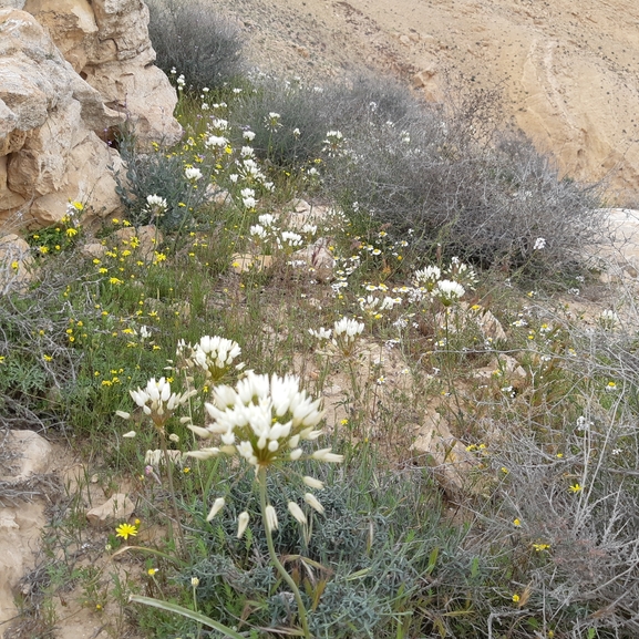 שום דרומי  צולם על ידי ידידיה שמואל 