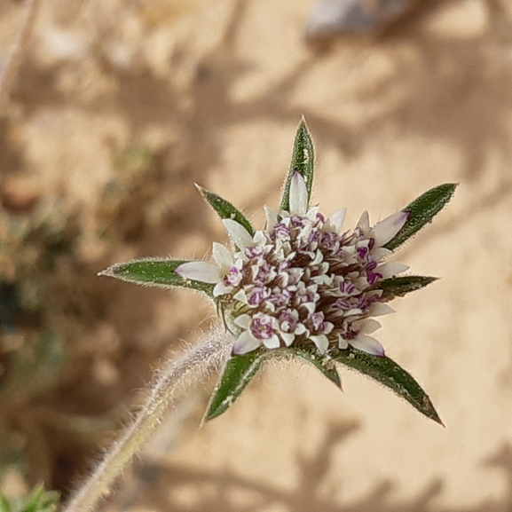 נוציץ המדבר  צולם על ידי ידידיה שמואל 