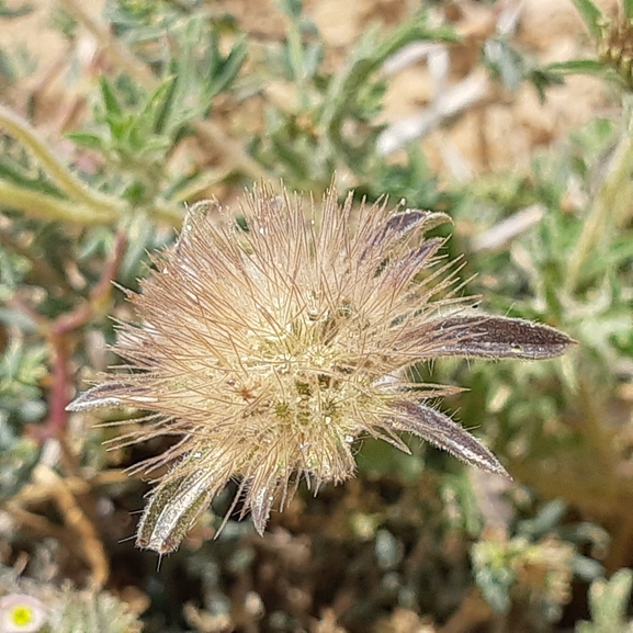 נוציץ המדבר  צולם על ידי ידידיה שמואל 