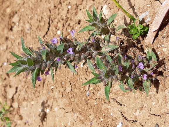 אבובית עדינה  צולם על ידי מרגרטה וולצ'אק 