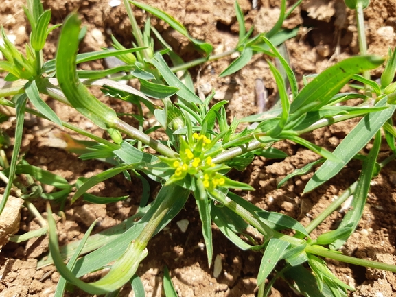 צלע-שור אשונה  צולם על ידי מרגרטה וולצ'אק 