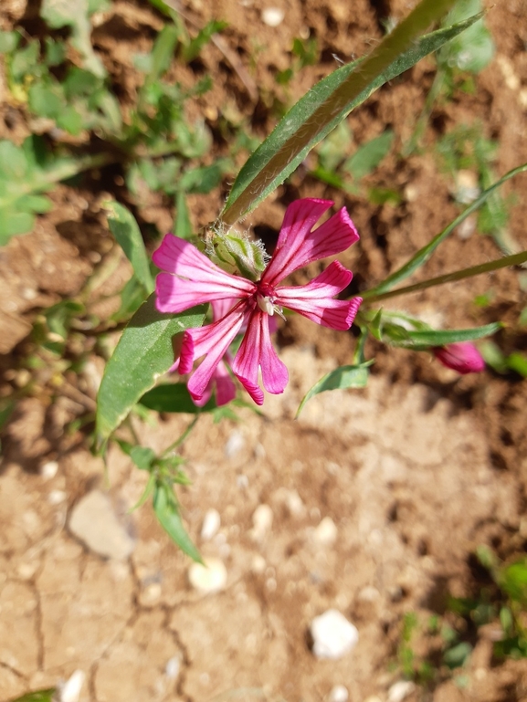 ציפורנית חדת-שיניים  צולם על ידי מרגרטה וולצ'אק 