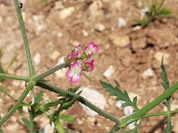 טורגניה רחבת-עלים  צולם על ידי מרגרטה וולצ'אק 