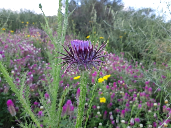 חוחן קרדני  צולם על ידי מרגרטה וולצ'אק 