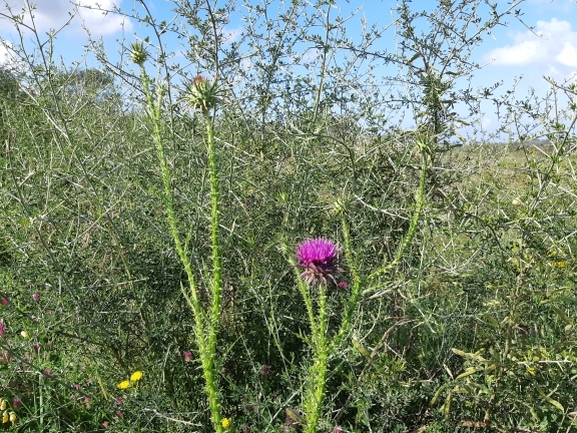 אירוס הגלבוע  צולם על ידי מרגרטה וולצ'אק 