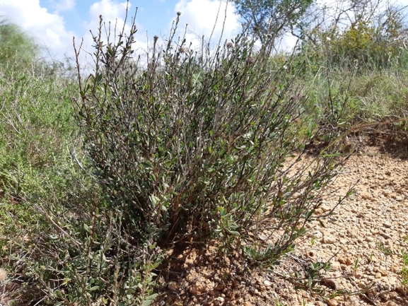 אירוס הגלבוע  צולם על ידי מרגרטה וולצ'אק 