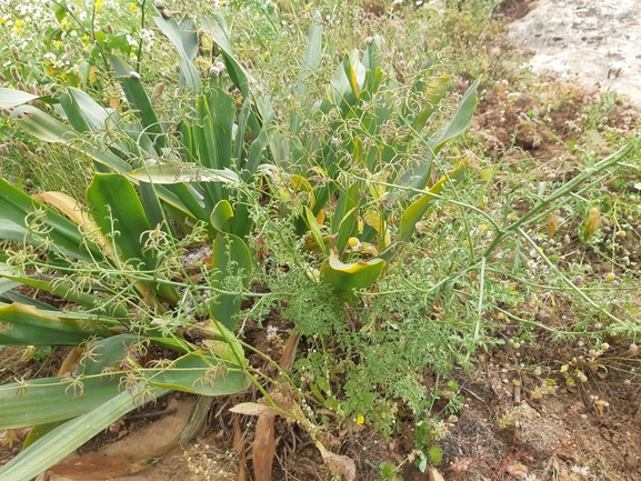 געדה קוצנית  צולם על ידי הדס כהנר 