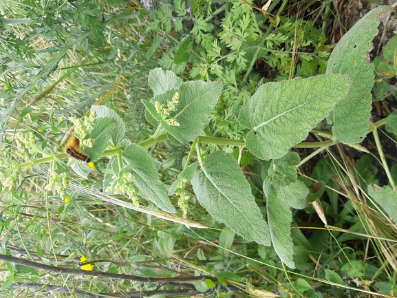 מרווה סורית  צולם על ידי עומרי גואלמן 