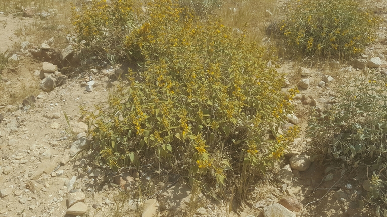 שלהבית המדבר  צולם על ידי אורי אורבך 