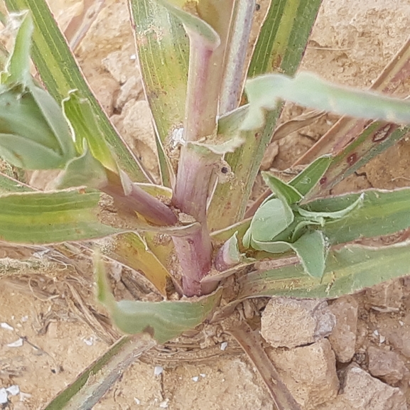 זקן-תיש מדברי  צולם על ידי ידידיה שמואל 