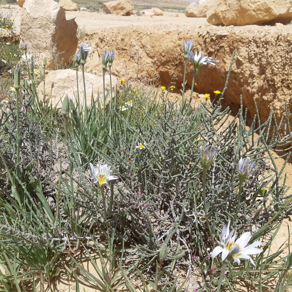 זקן-תיש מדברי  צולם על ידי ידידיה שמואל 