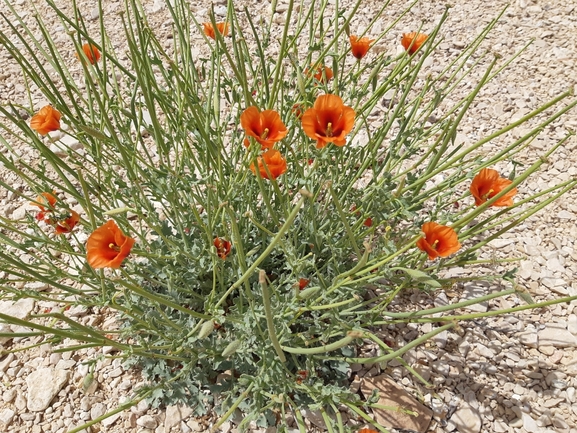 פרגה ערבית  צולם על ידי יבגני קמינסקי 