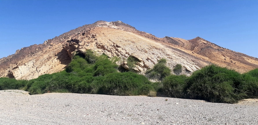 אירוס הגלבוע  צולם על ידי דורון ניסים 