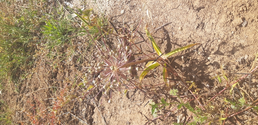 שום הגלגל  צולם על ידי ליעד כהן 